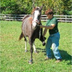 Hopping horse to correct postural imbalance