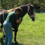 Horse preparing to move, correcting imbalance