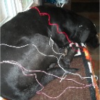 Isis receiving electro acupuncture