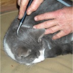 Oden receiving treatment from Dr. Froeling
