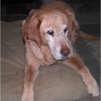 Syd receives acupuncture