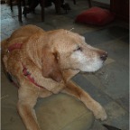 Syd receives acupuncture