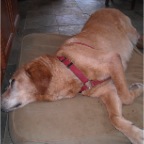 Syd receives acupuncture